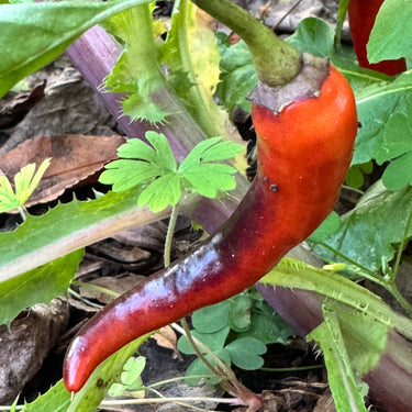 Buena Mulata - Seeds - The Pepper Pantry (Formerly Marie Sharp's)